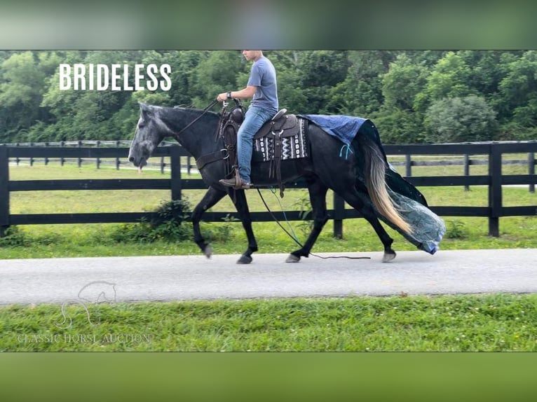 Tennessee walking horse Gelding 6 years 15 hh Gray in Salt Lick, KY