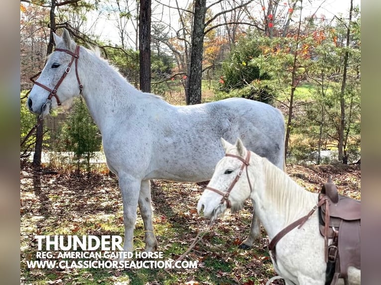 Tennessee walking horse Gelding 6 years 15 hh Grey in Winchester