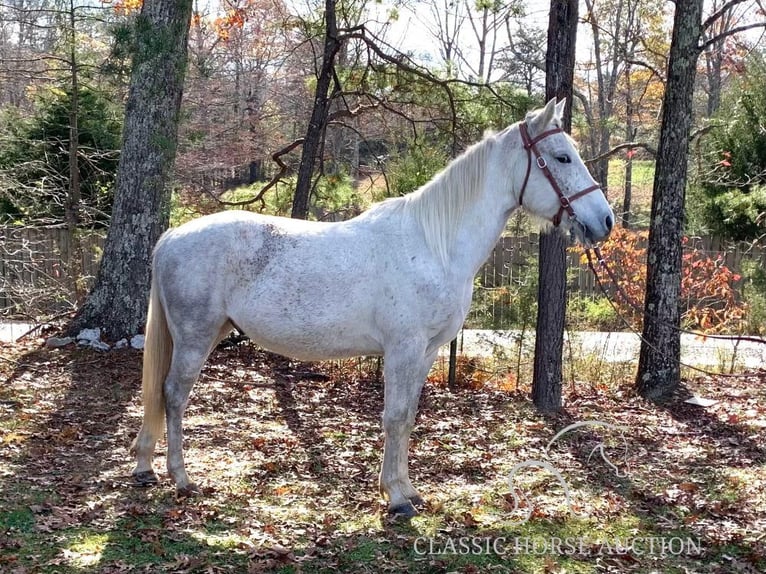 Tennessee walking horse Gelding 6 years 15 hh Grey in Winchester