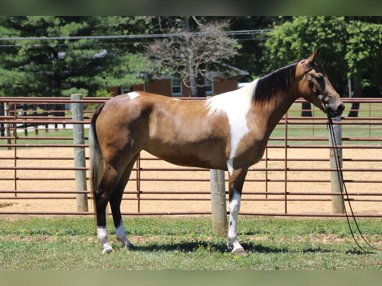 Tennessee walking horse Gelding 6 years 15 hh Tobiano-all-colors in Sanaroa Ky