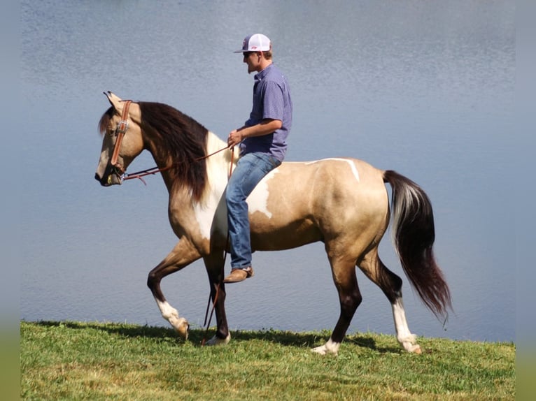 Tennessee walking horse Gelding 6 years 15 hh Tobiano-all-colors in Whitley City Ky