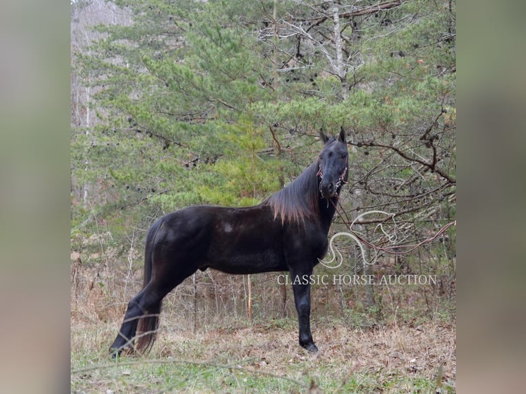 Tennessee walking horse Gelding 6 years 15 hh in HUSTONVILLE, KY