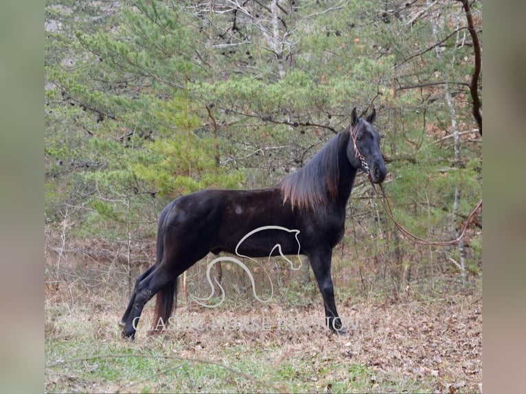 Tennessee walking horse Gelding 6 years 15 hh in HUSTONVILLE, KY