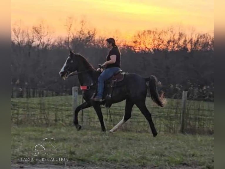 Tennessee walking horse Gelding 6 years 15 hh in Otis Orchards, WA