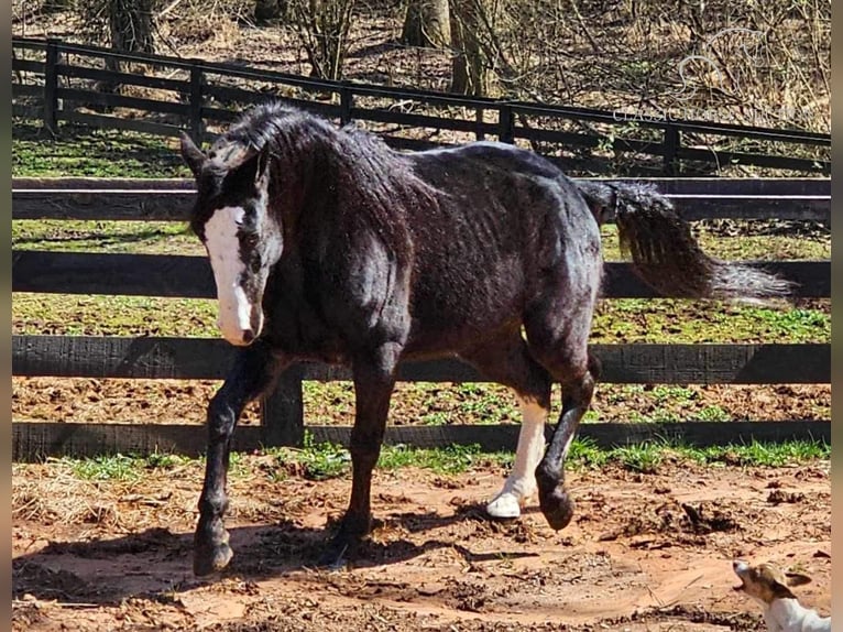 Tennessee walking horse Gelding 6 years 15 hh in Otis Orchards, WA