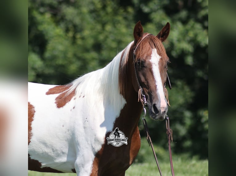 Tennessee walking horse Gelding 6 years 15,1 hh Tobiano-all-colors in Mt. Vernon, Kentucky