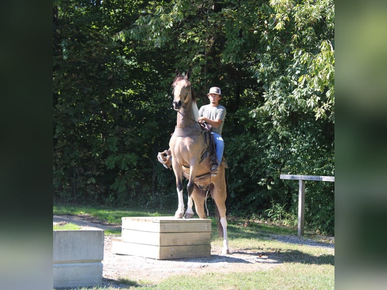 Tennessee walking horse Gelding 6 years 15,3 hh Tobiano-all-colors in Paint Lick