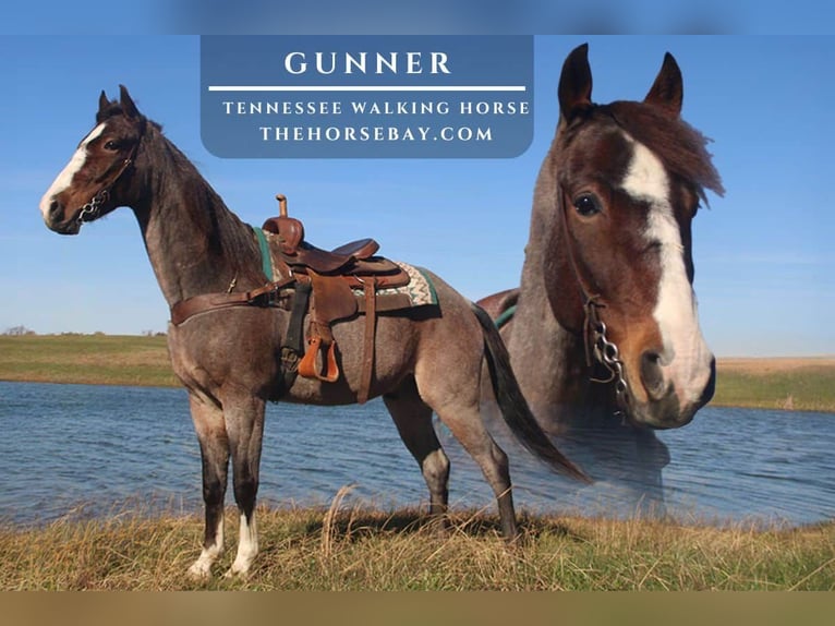 Tennessee walking horse Gelding 6 years Roan-Bay in Pine Knot, KY