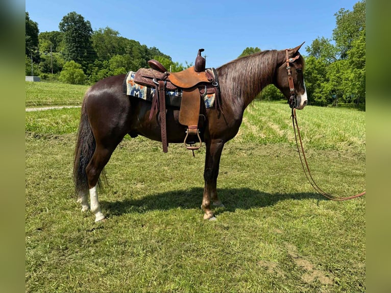 Tennessee walking horse Gelding 7 years 15,1 hh Chestnut in Moscow, OH