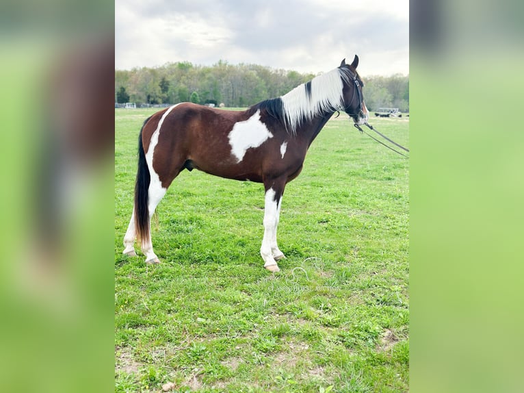 Tennessee walking horse Gelding 7 years 15 hh Bay in Woodbury, TN