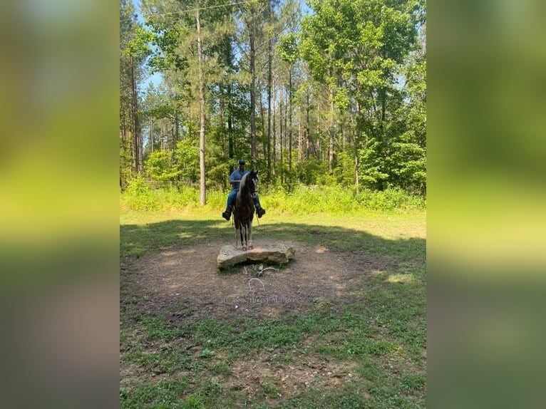 Tennessee walking horse Gelding 7 years 15 hh in Woodbury, TN