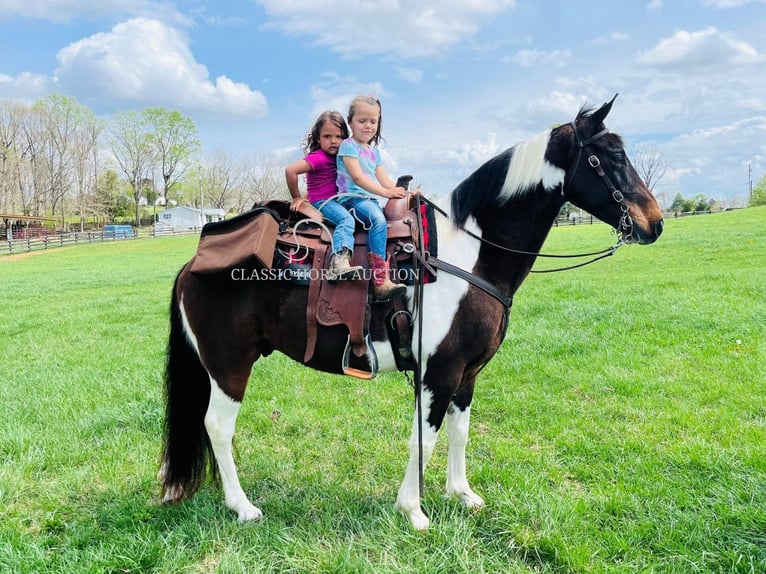 Tennessee walking horse Gelding 7 years 15 hh in Tompkinsville, KY