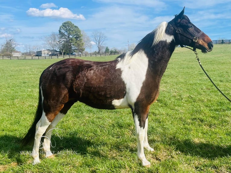 Tennessee walking horse Gelding 7 years 15 hh in Tompkinsville, KY