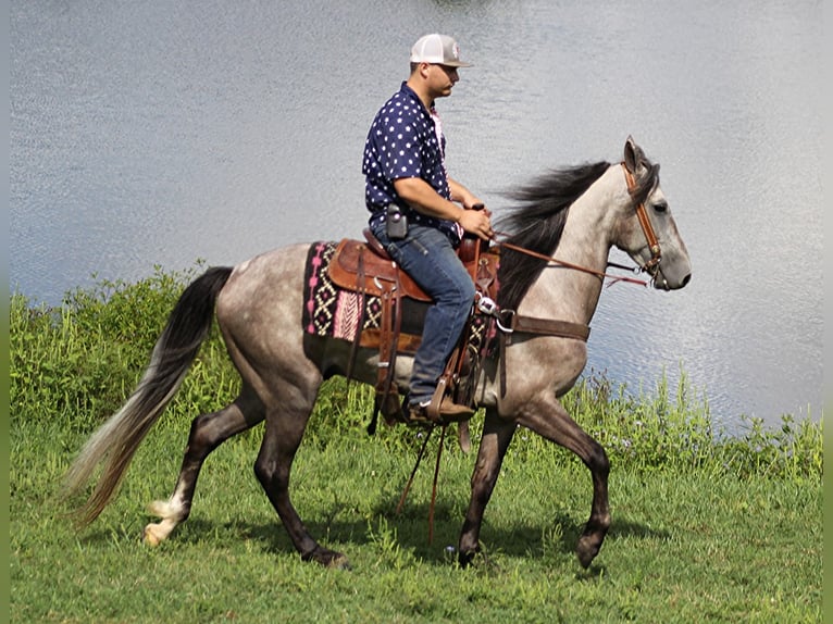 Tennessee walking horse Gelding 7 years 15 hh Gray-Dapple in Whitley City KY