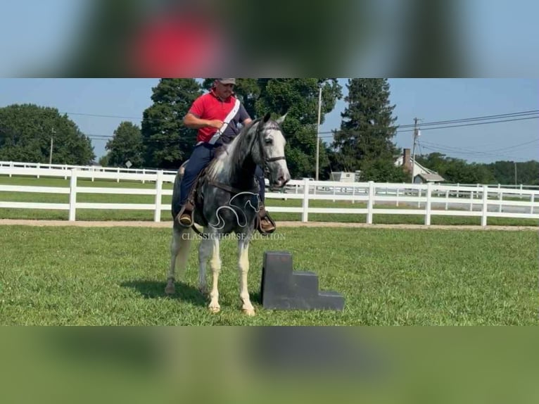 Tennessee walking horse Gelding 7 years 15 hh Gray in Lewisburg, TN