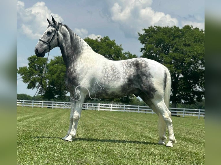 Tennessee walking horse Gelding 7 years 15 hh Gray in Lewisburg, TN