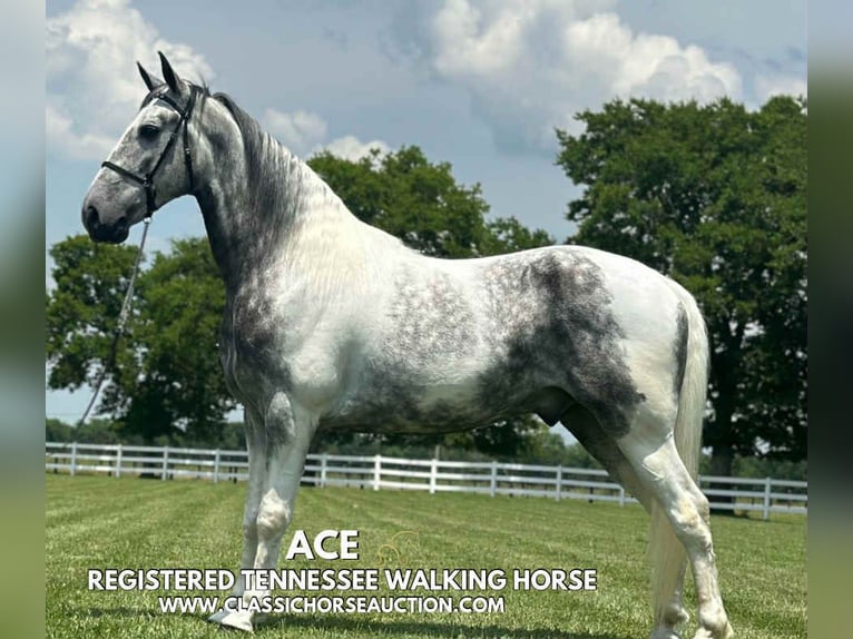 Tennessee walking horse Gelding 7 years 15 hh Gray in Lewisburg, TN