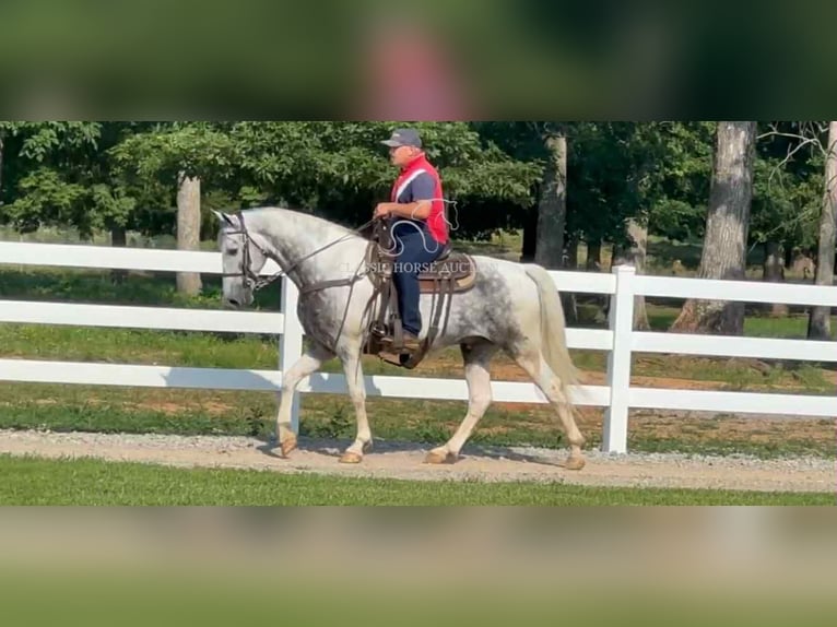 Tennessee walking horse Gelding 7 years 15 hh Gray in Lewisburg, TN