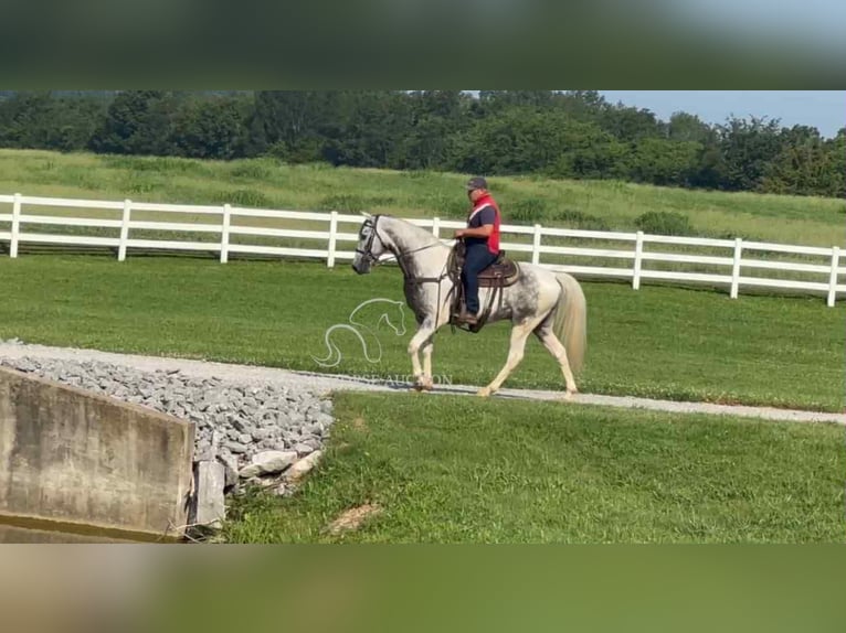 Tennessee walking horse Gelding 7 years 15 hh Gray in Lewisburg, TN