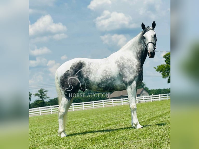 Tennessee walking horse Gelding 7 years 15 hh Gray in Lewisburg, TN