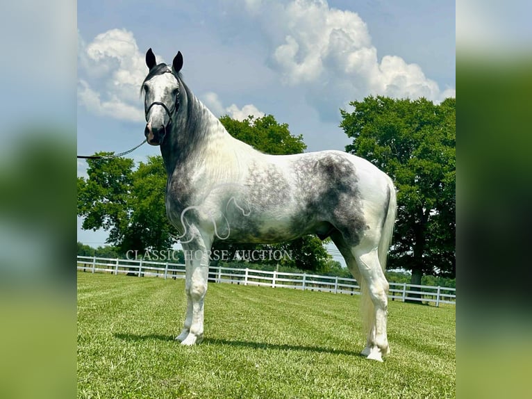 Tennessee walking horse Gelding 7 years 15 hh Gray in Lewisburg, TN