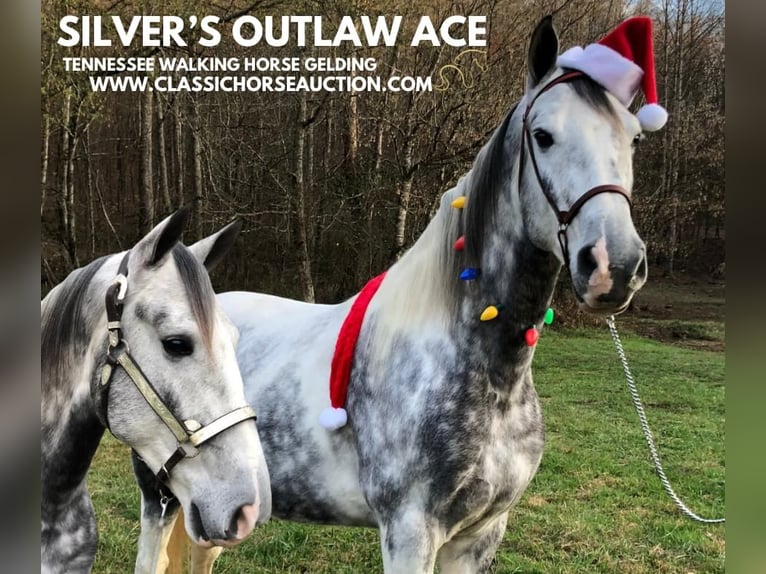 Tennessee walking horse Gelding 7 years 15 hh Grey in Rockholds, KY