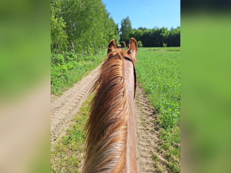 Tennessee walking horse Gelding 7 years 15 hh Grey-Red-Tan in Pławin