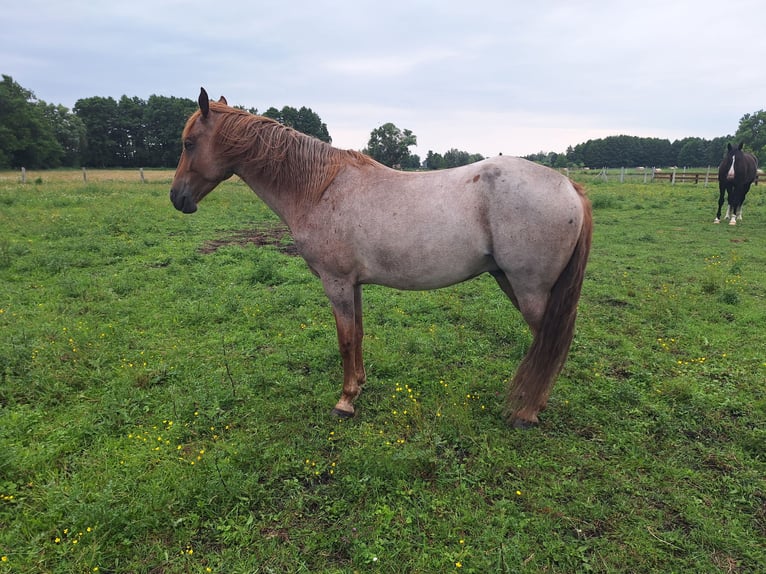 Tennessee walking horse Gelding 7 years 15 hh Grey-Red-Tan in Pławin