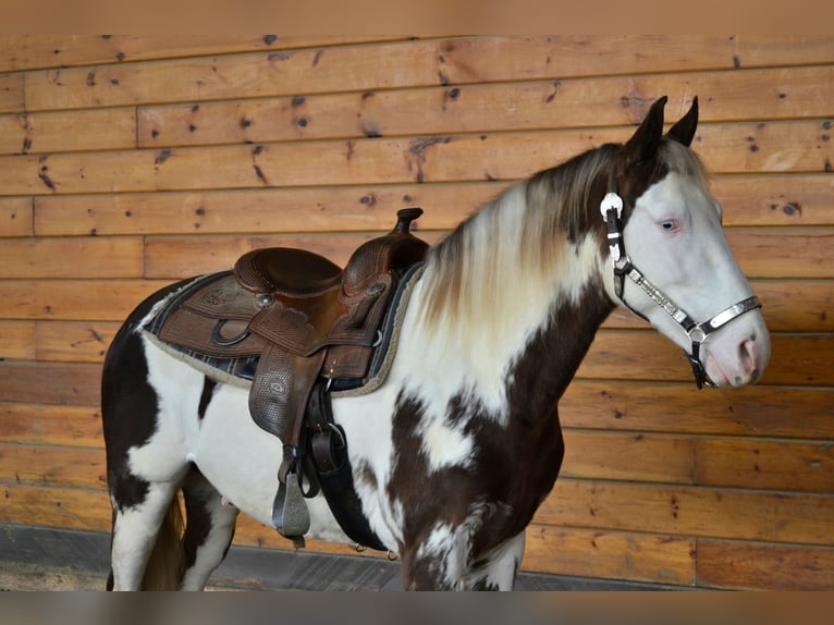 Tennessee walking horse Gelding 7 years 15 hh Overo-all-colors in Bellingham, MA