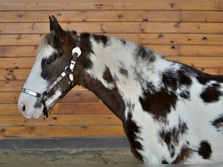 Tennessee walking horse Gelding 7 years 15 hh Overo-all-colors in Bellingham, MA