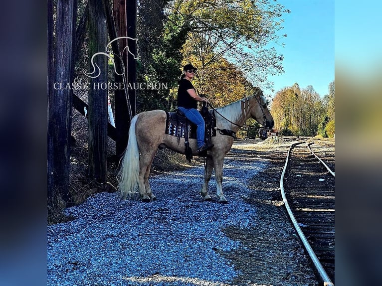 Tennessee walking horse Gelding 7 years 15 hh Palomino in Gillsville GA