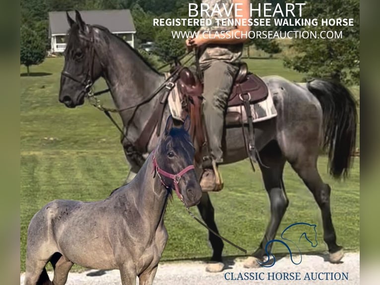 Tennessee walking horse Gelding 7 years 15 hh Roan-Blue in Gruetli Laager, TN