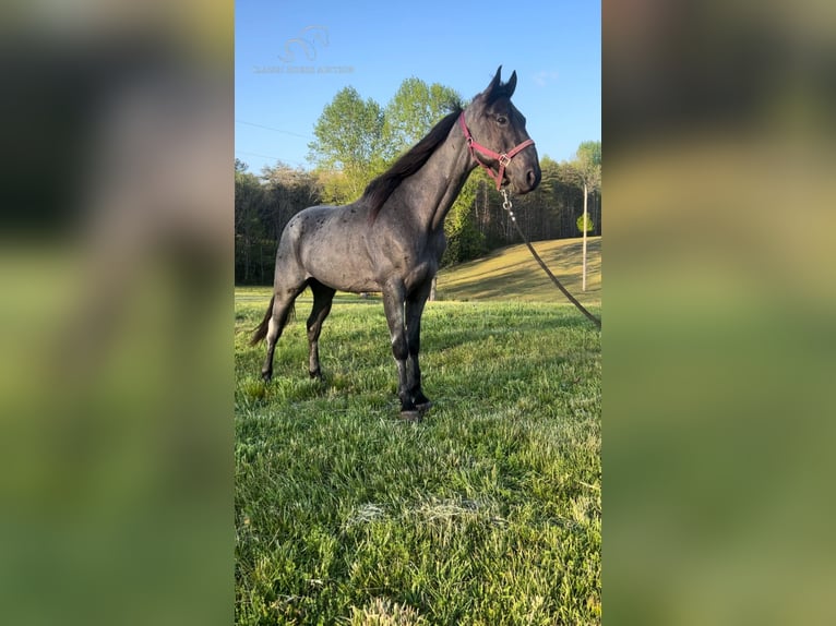 Tennessee walking horse Gelding 7 years 15 hh Roan-Blue in Gruetli Laager, TN