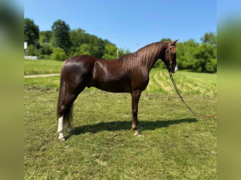 Tennessee walking horse Gelding 7 years 15,1 hh Chestnut in Moscow, OH