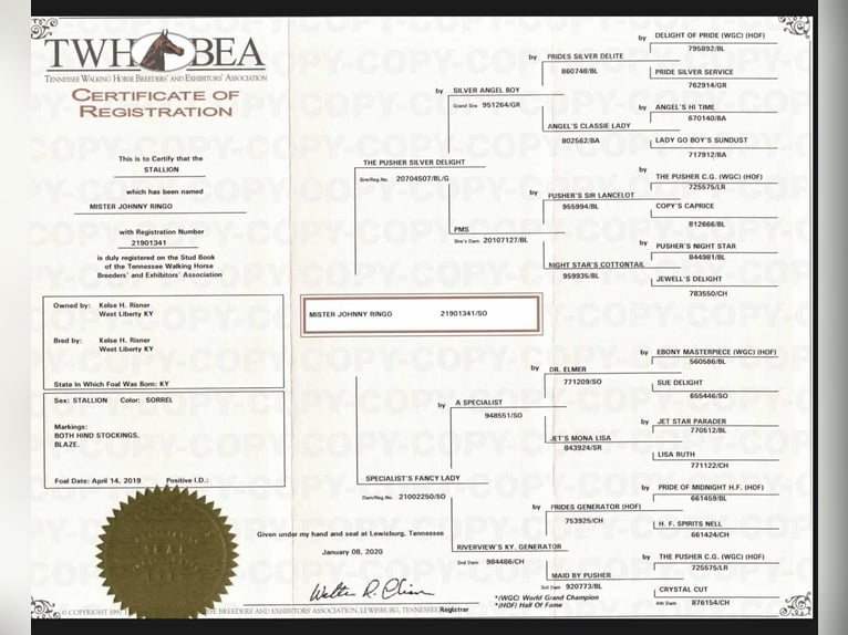 Tennessee walking horse Gelding 7 years 15,1 hh Chestnut in Moscow, OH