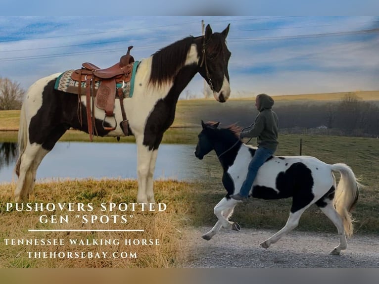 Tennessee walking horse Gelding 7 years 15,3 hh Tobiano-all-colors in Pine Knot, KY
