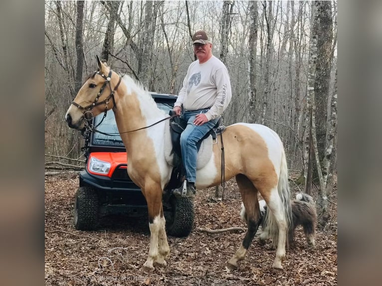Tennessee walking horse Gelding 7 years 16 hh Buckskin in Lewisburg, TN