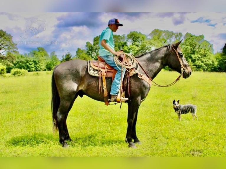 Tennessee walking horse Gelding 7 years 16 hh Roan-Bay in Willow Springs, MO