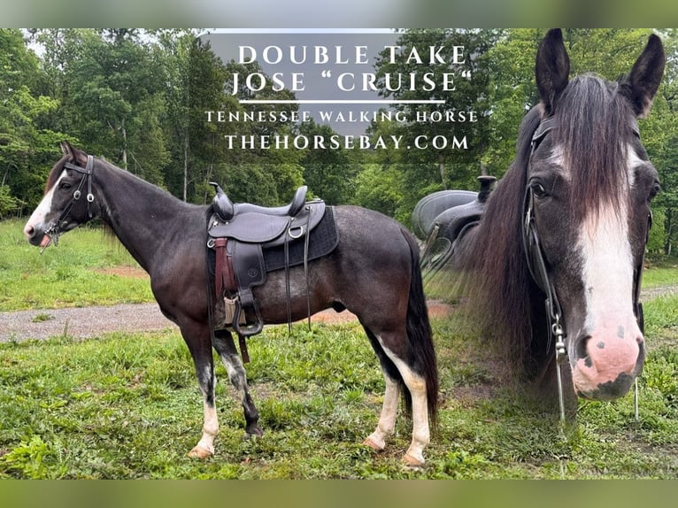 Tennessee walking horse Gelding 7 years 16 hh Smoky-Black in Waynesboro, VA