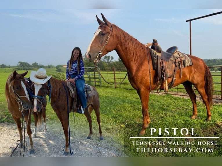 Tennessee walking horse Gelding 7 years 16 hh Sorrel in Mount Ayr, IA