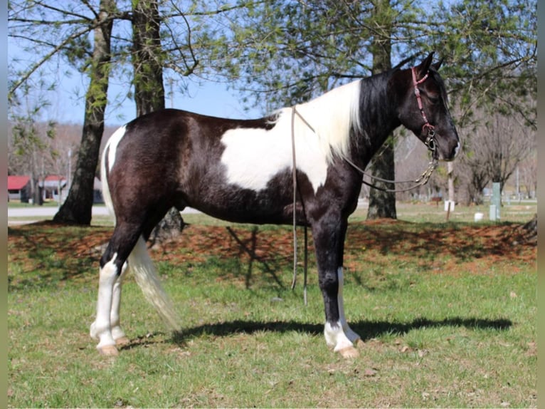 Tennessee walking horse Gelding 7 years Tobiano-all-colors in Mount Vernon KY