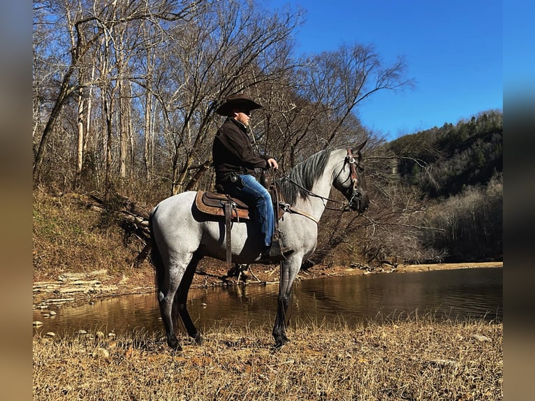 Tennessee walking horse Gelding 8 years 14,2 hh Roan-Blue in Whitley City KY