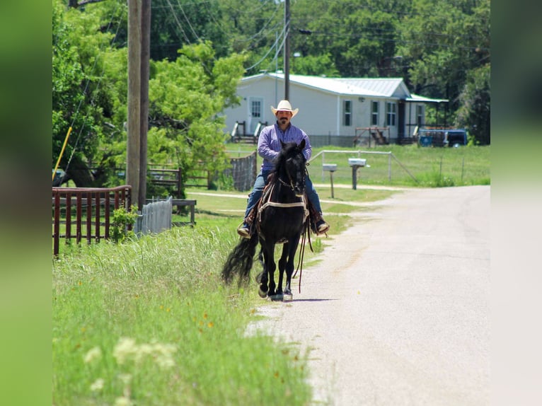 Tennessee walking horse Gelding 8 years 14,3 hh Black in Stephenville TX