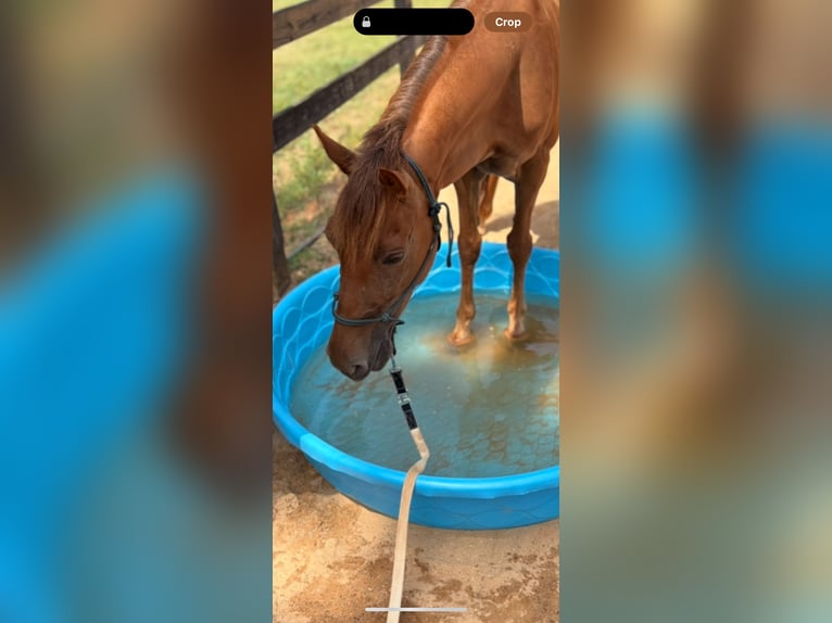 Tennessee walking horse Gelding 8 years 14 hh Chestnut in Marietta