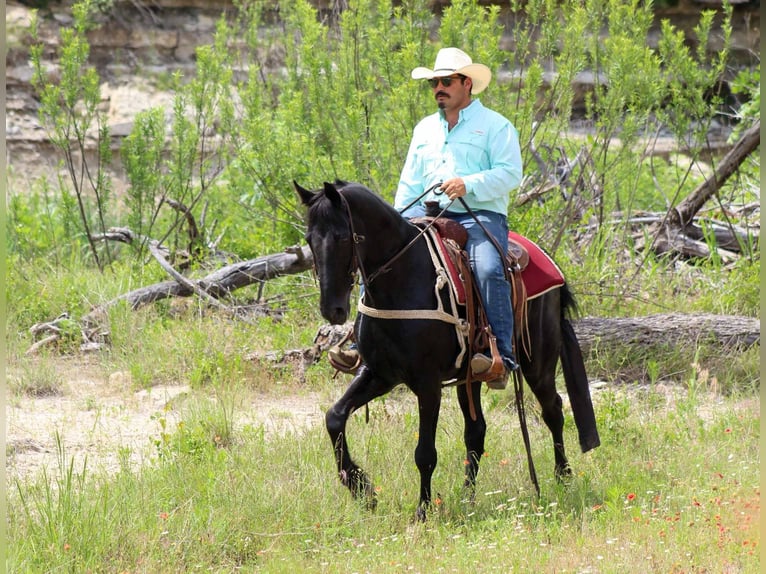 Tennessee walking horse Gelding 8 years 14,3 hh Black in Stephenville TX
