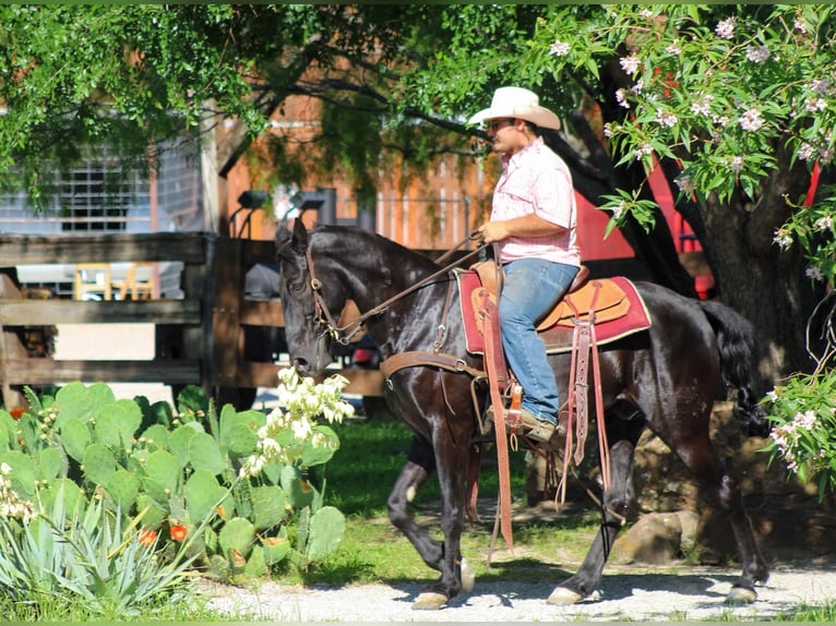 Tennessee walking horse Gelding 8 years 14,3 hh Black in Stephenville TX
