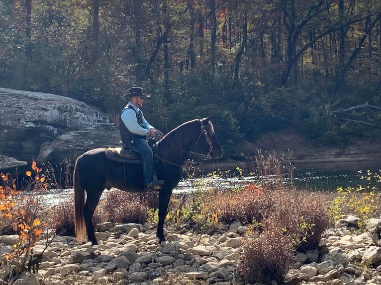 Tennessee walking horse Gelding 8 years 15,1 hh Brown in Whitley City KY