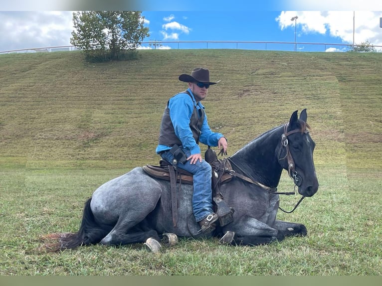 Tennessee walking horse Gelding 8 years 15,3 hh Roan-Blue in Whitley City, KY