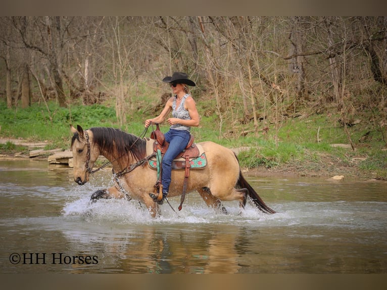 Tennessee walking horse Gelding 8 years 15 hh Buckskin in Flemingsburg KY