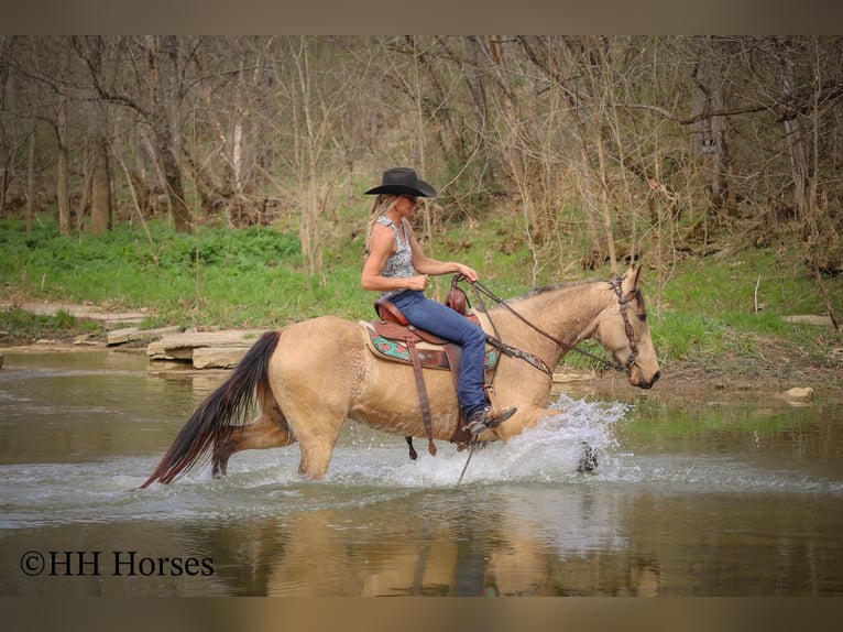 Tennessee walking horse Gelding 8 years 15 hh Buckskin in Flemingsburg KY